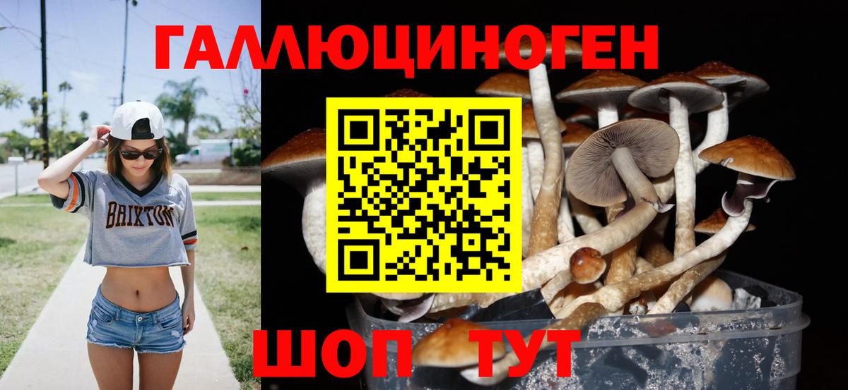 Дивногорск  Галлюциногенные грибы Psilocybine cubensis  Вход с VPN 